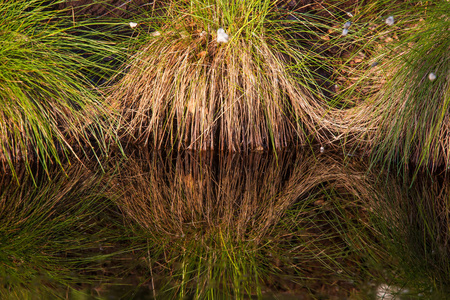 Cottongrass 生长在天然沼泽栖息地。weltalnds 在拉脱维亚北欧的草地上丛生