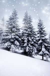圣诞背景与雪杉木树