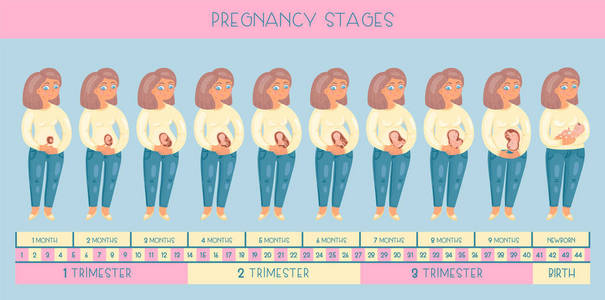 可爱的怀孕的女人。妊娠分期胚胎发育月份