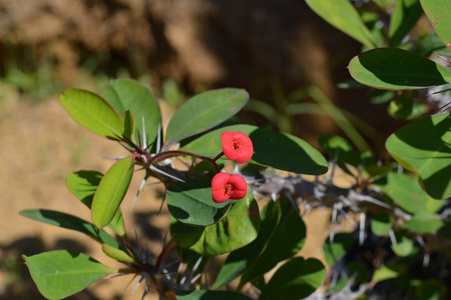 刺花的皇冠, 基督植物, 小花