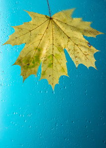 秋天的叶子在潮湿的雨玻璃关闭图片