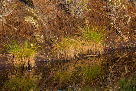 Cottongrass 生长在天然沼泽栖息地。weltalnds 在拉脱维亚北欧的草地上丛生