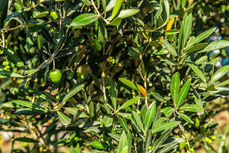 树上的绿色橄榄。树枝的特写