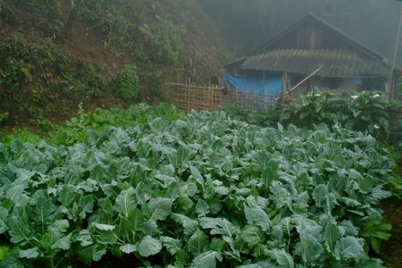 越南的绿色蔬菜农场。