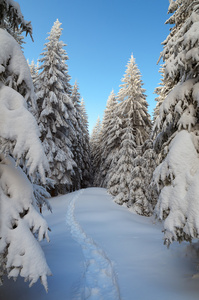 雪冬林