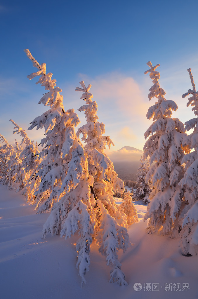在早上的冬季森林冬の森の朝