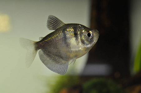 黑四, Gymnocorymbus ternetzi 淡水水族馆