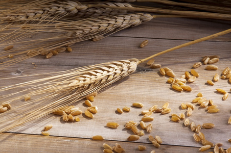 小麦与小麦种子散落的耳朵