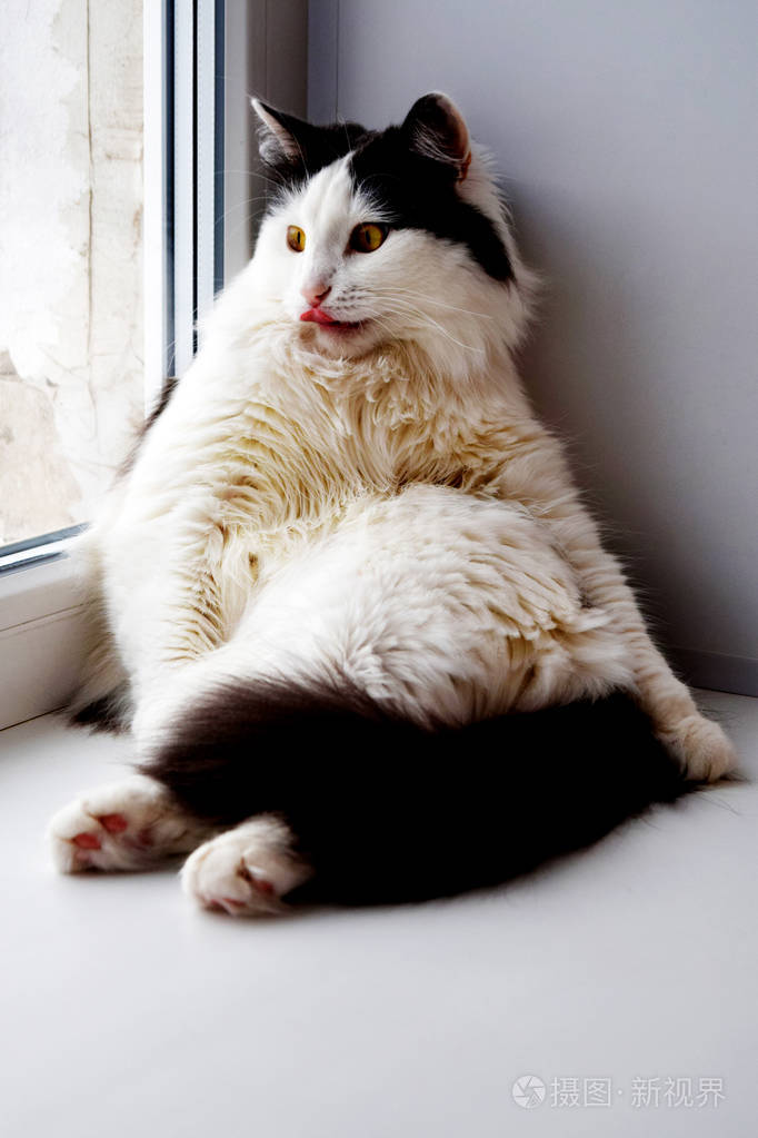 一只胖胖的黑白相间的猫坐在窗户上