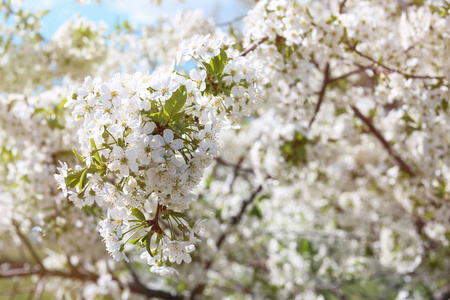 春天的美丽盛开的树枝
