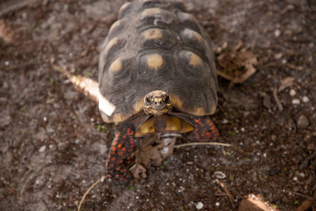 红脚龟 Chelonoidis carbonaria 在佛罗里达州南部觅食