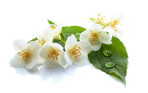 一枝盛开的茉莉花与水滴在树叶上.在白色背景上被隔离照片