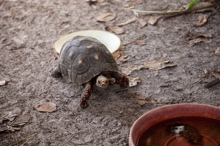 红脚龟 Chelonoidis carbonaria 在佛罗里达州南部觅食