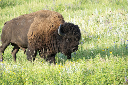 在南达科他州黑山的卡斯特州立公园里听到野牛的声音