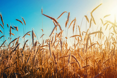 金黄黑麦领域以蓝色天空和太阳, 柔和的焦点