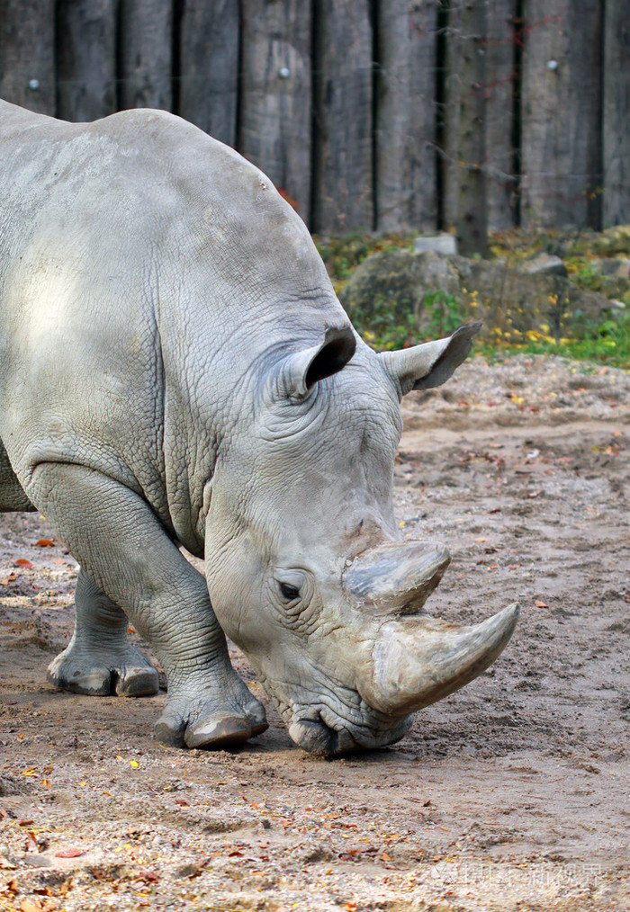 大的灰色犀牛