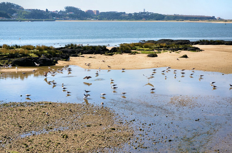 海鸥在河岸边