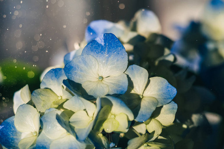 美丽的蓝黄色绣球花与露水滴图片