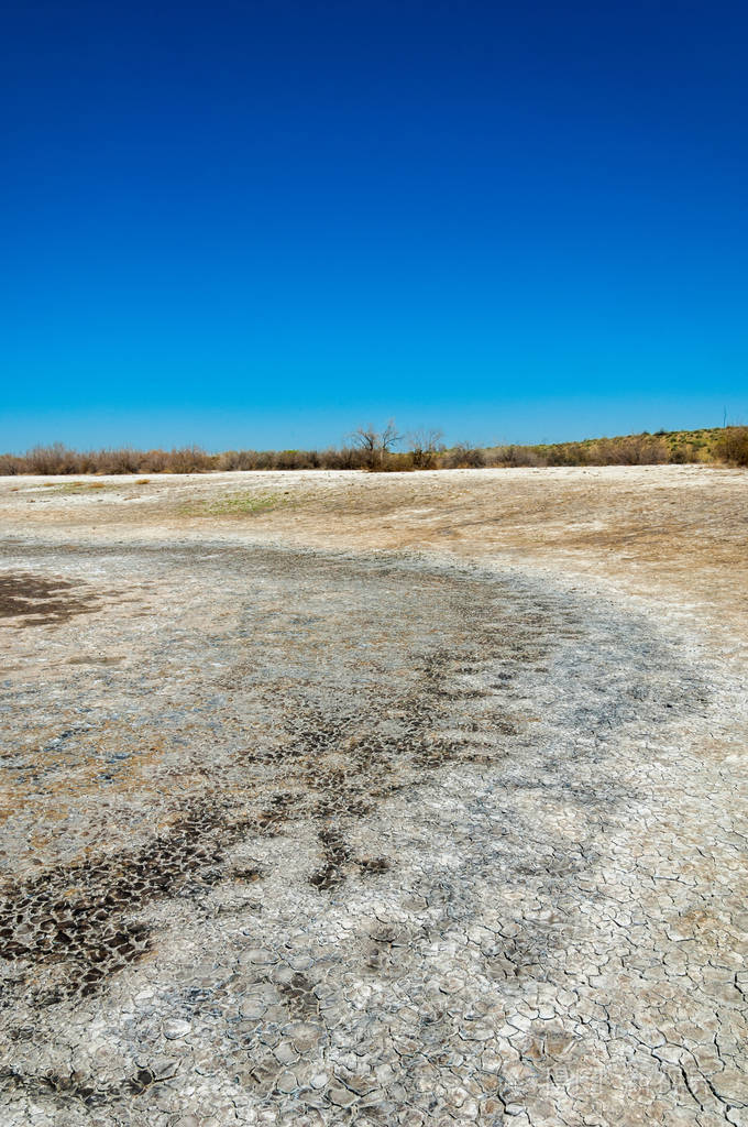 盐水盐沼埃托沙荒地单一的灌木哈萨克斯坦