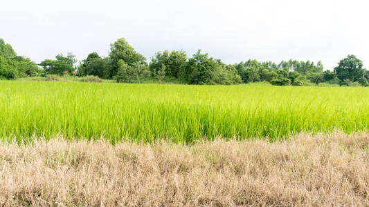 亚洲绿稻农场景观背景