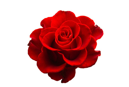 红色美丽的玫瑰被隔离在白色背景上