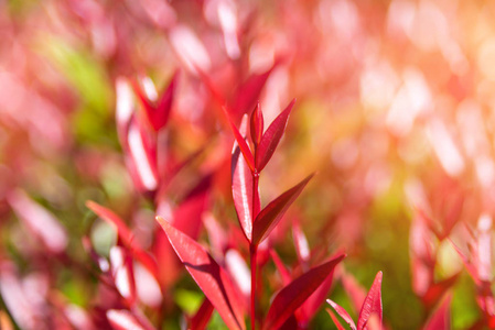 花园丁香 australe 植物上树梢的克里斯蒂娜树红叶