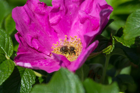 在一个非常阳光明媚的日子里, 在德国南部的一个非常阳光明媚的日子里, 你会看到有强烈的浅色印象的花, 蜜蜂在开花时滋养蜂蜜, 所