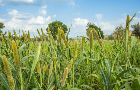 庄稼被知道作为 bajra 或 bajri 农业照片