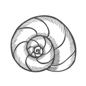 海贝壳扇贝.黑雕刻复古插画.白色背景上孤立照片