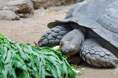 乌龟吃沙拉图片