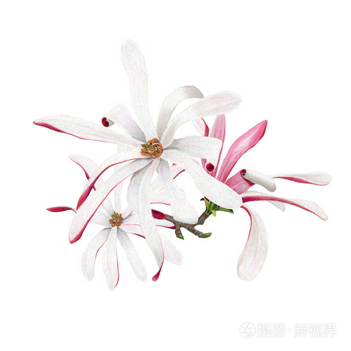 水彩皇家星玉兰花白色背景 手绘植物插画照片 正版商用图片0q7e 摄图新视界