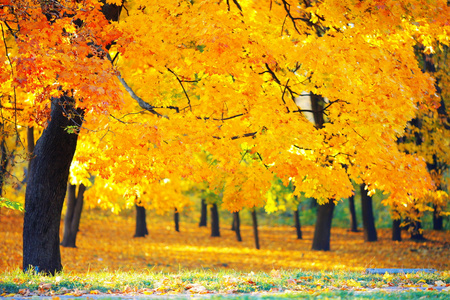 在公园的金色秋天