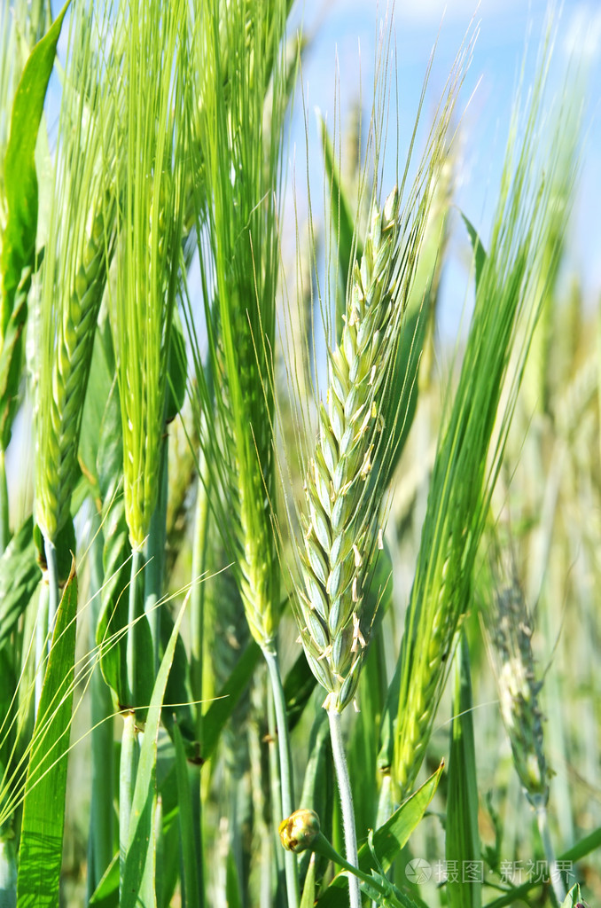 穗状花序的绿色小麦字段宏