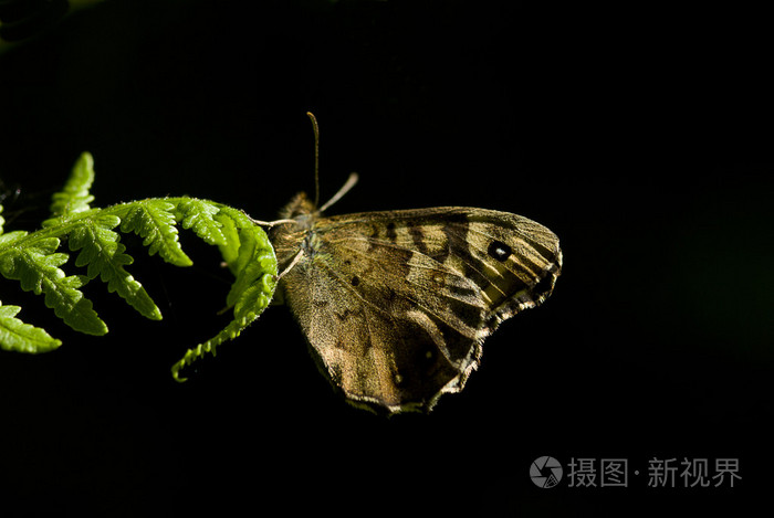 斑点, 木蝴蝶, pararge eageria
