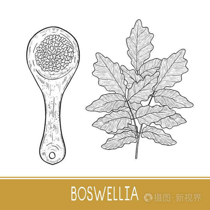 插画 乳香.植物.舀.单色.素描.在白色背景上.eps