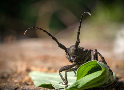 那只角角甲虫坐在绿叶上.选择性聚焦照片