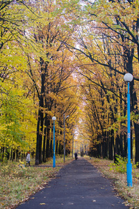 秋天森林里有美丽的树木。城市公园的浪漫树巷