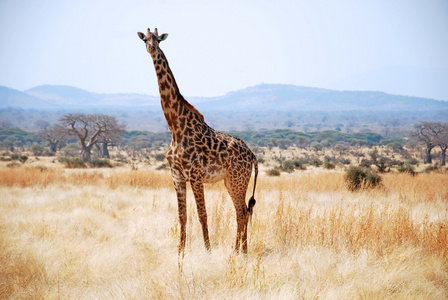 在坦桑尼亚非洲长颈鹿野生动物园的一天