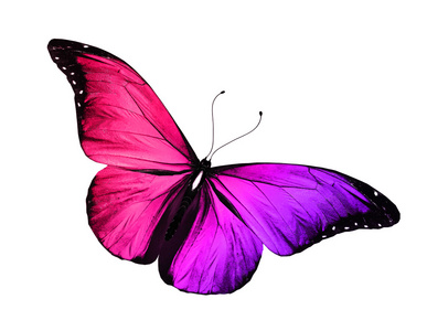 红色和紫色的蝴蝶