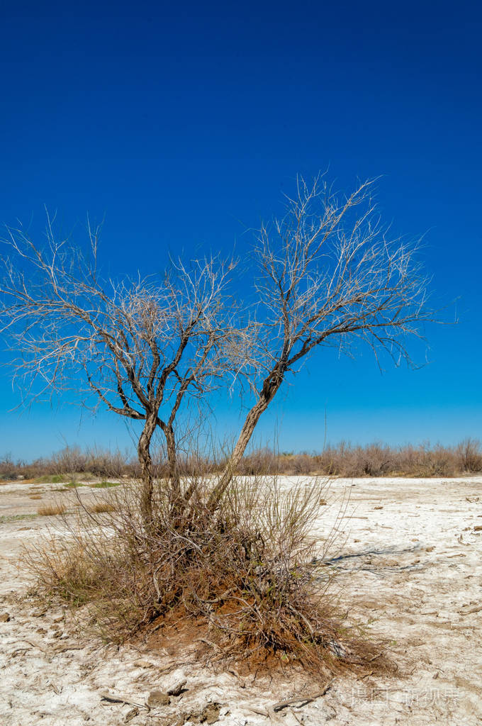 盐水盐沼埃托沙荒地单一的灌木哈萨克斯坦