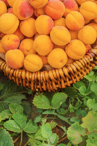 花园里满篮子的杏。花园杏篮