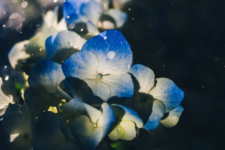 蓝色绣球花与露水滴图片