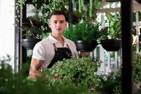 年轻的微笑的人花店在花园或温室工作。一个有魅力的家伙设计一个室内或咖啡馆的盆栽与植物