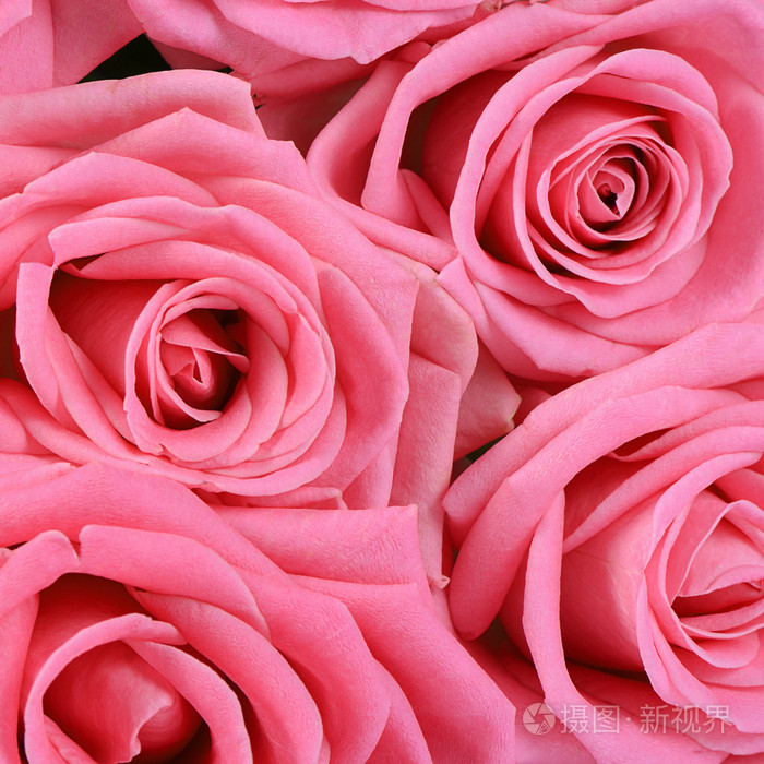 粉色的玫瑰，作为背景