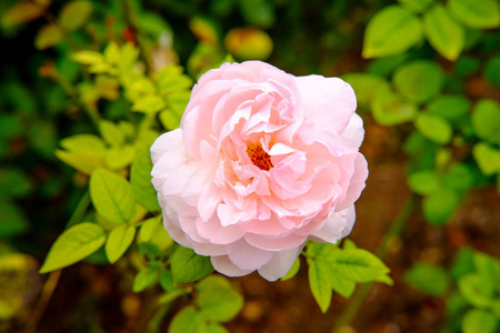 特写镜头宏观粉红色灌木上升在后院庭院