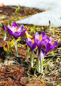 七彩盛开的紫紫色番红花 heuffelianus 番红花 vernus 高山上的花朵, 在春天的高原山谷, 乌克兰, 欧洲。