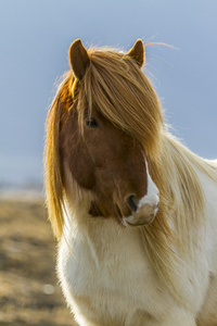 icenlandic 马