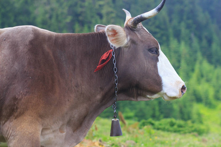 褐色的母牛，在山风景