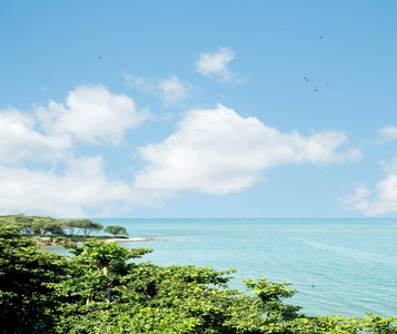 海景海天树