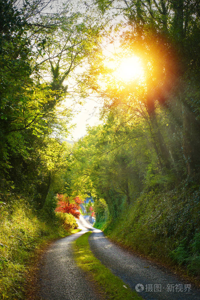 在爱尔兰阳光明媚的日子里弯曲的乡间小路